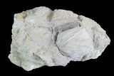 Blastoid (Pentremites) Fossil - Illinois #86456-1